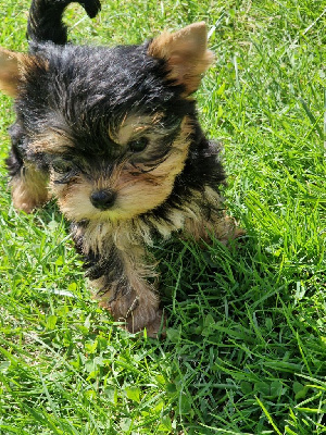 Les chiots de Yorkshire Terrier