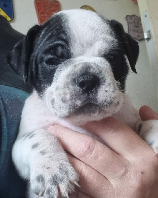 Les chiots de Bulldog continental