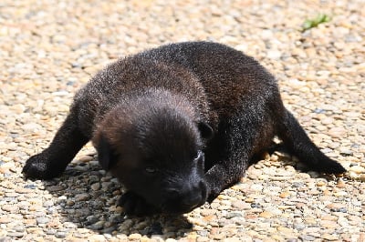 Les chiots de Berger Belge