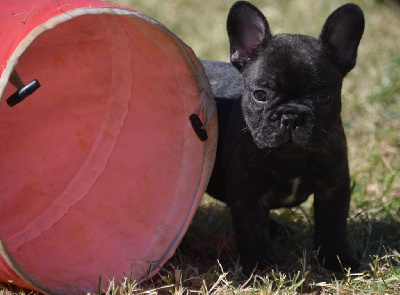 Les chiots de Bouledogue français