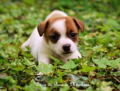 Les chiots de Jack Russell Terrier