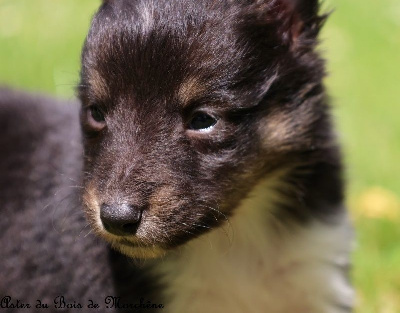 Les chiots de Shetland Sheepdog