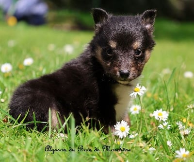 Les chiots de Shetland Sheepdog