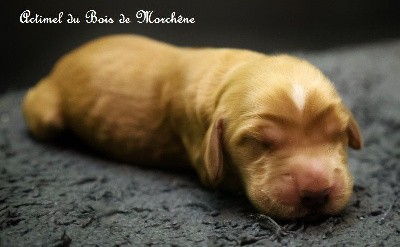 Cocker Spaniel Anglais