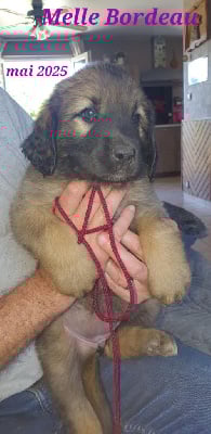 Les chiots de Leonberger