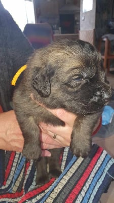 Les chiots de Leonberger