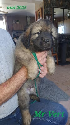 Les chiots de Leonberger