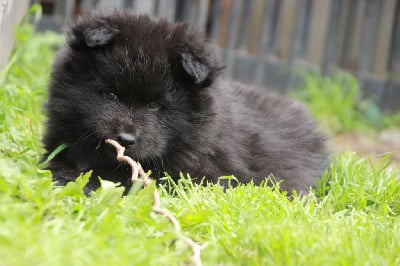 Les chiots de Chien finnois de Laponie