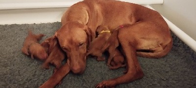 Braque hongrois à poil court (Vizsla)