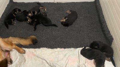 Les chiots de Berger Allemand