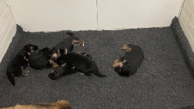 Les chiots de Berger Allemand