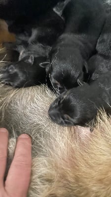 Les chiots de Berger Allemand