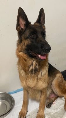 Les chiots de Berger Allemand