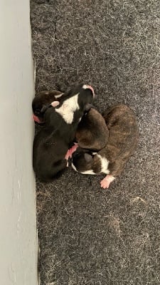 Les chiots de Welsh Corgi Cardigan