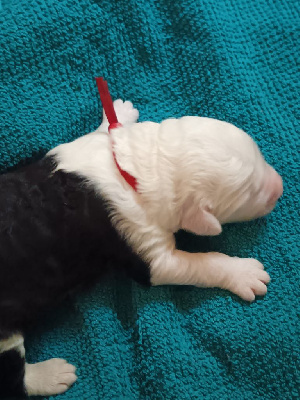 Les chiots de Bobtail