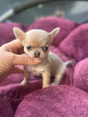 Les chiots de Chihuahua