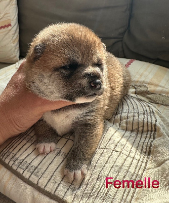 Les chiots de Shiba