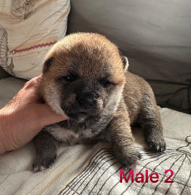 Les chiots de Shiba