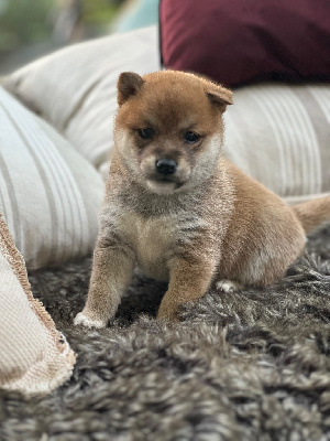 Les chiots de Shiba