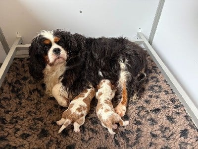 Cavalier King Charles Spaniel