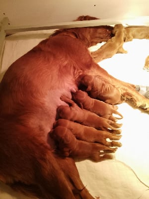 Les chiots de Setter irlandais rouge