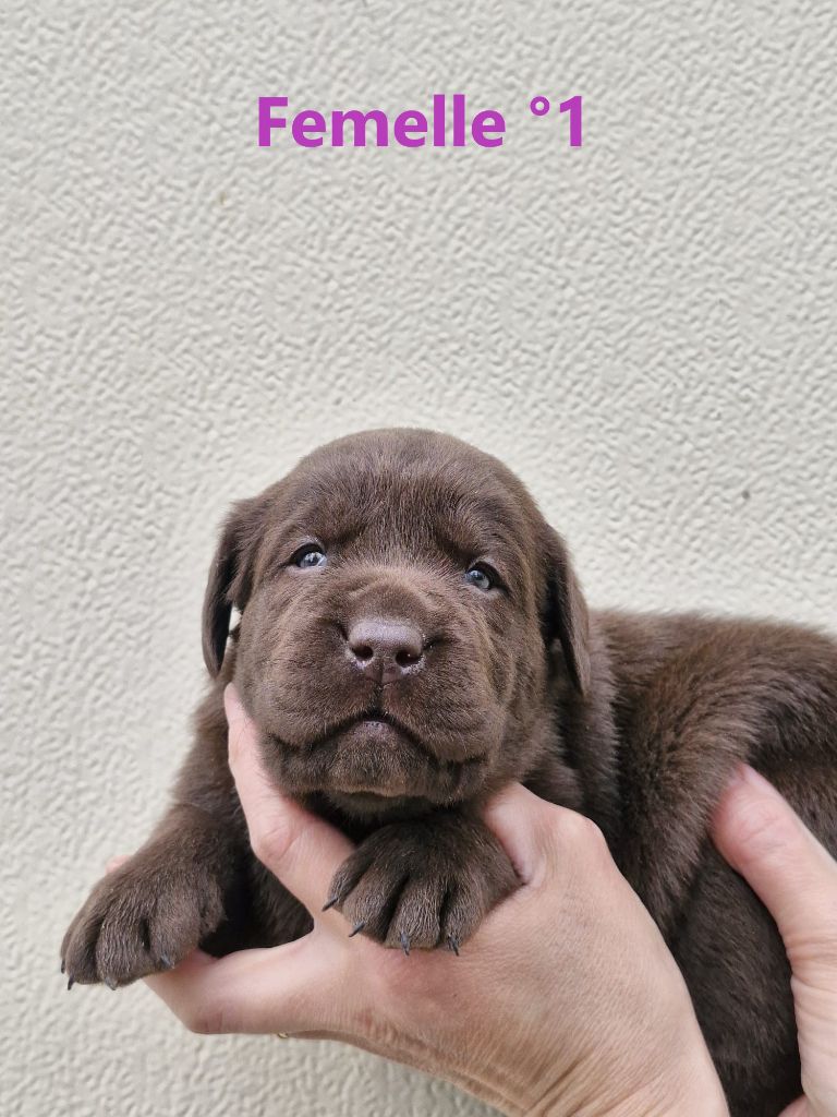 CHIOT 4 - Labrador Retriever