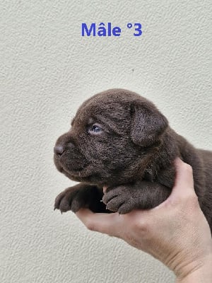 Les chiots de Labrador Retriever