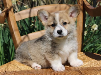 Les chiots de Welsh Corgi Pembroke