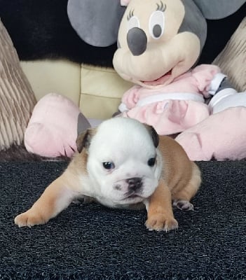 CHIOT 8 - Bulldog Anglais