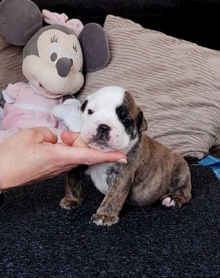 CHIOT 6 - Bulldog Anglais
