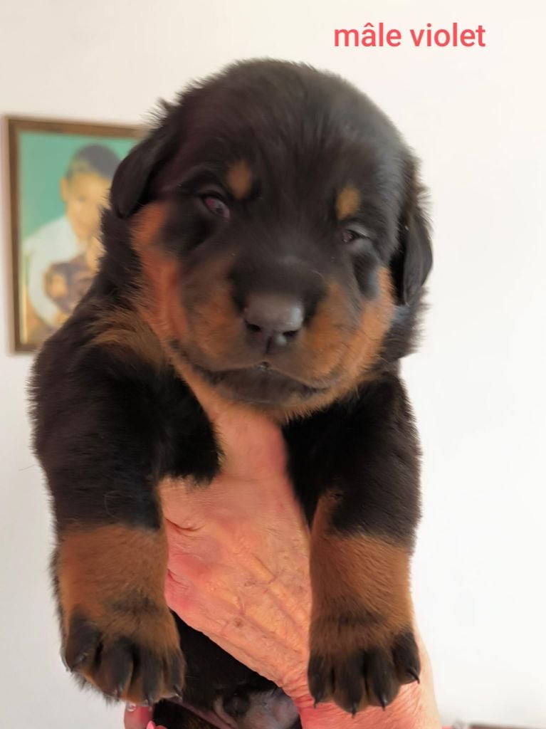 MALE VIOLET - Berger de Beauce