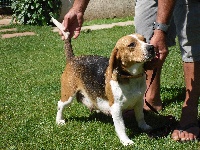 Étalon Beagle - Brillanne des trois garrigues