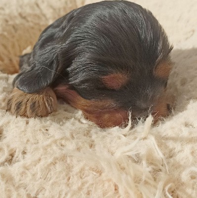 Cavalier King Charles Spaniel