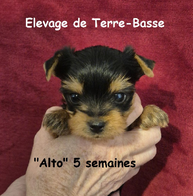 Les chiots de Yorkshire Terrier