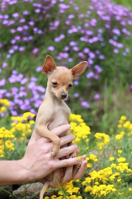 Russkiy Toy (Petit Chien Russe)