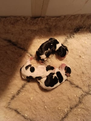 Les chiots de Cavalier King Charles Spaniel