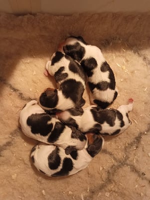 Les chiots de Cavalier King Charles Spaniel