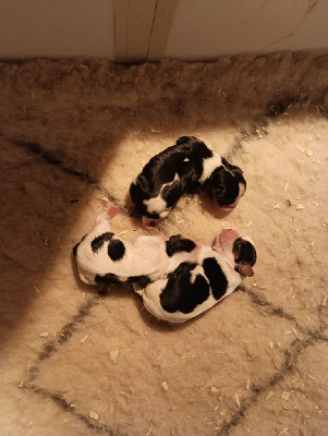 Les chiots de Cavalier King Charles Spaniel