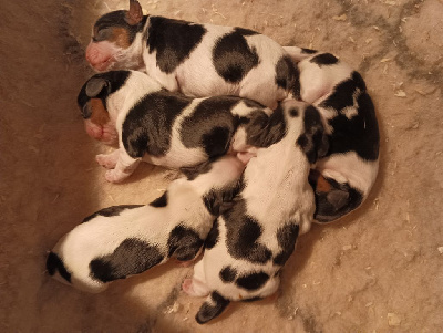 Les chiots de Cavalier King Charles Spaniel