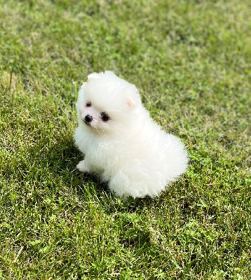 Les chiots de Spitz allemand