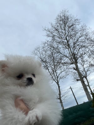 Les chiots de Spitz allemand
