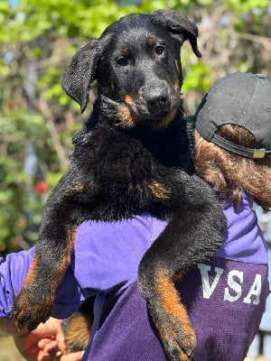 Les chiots de Berger de Beauce
