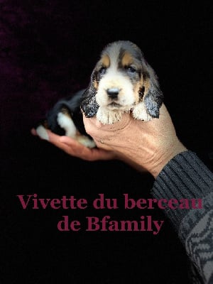 Vivette bordeaux tricolore - Basset Hound