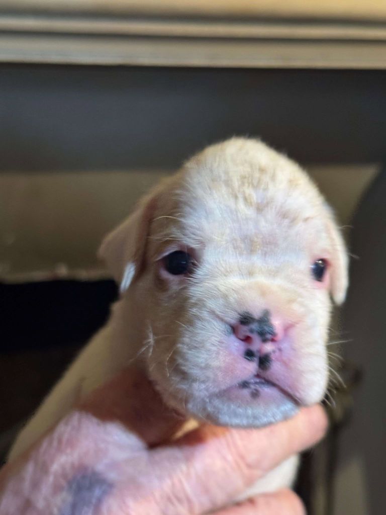 CHIOT 1 - Boxer