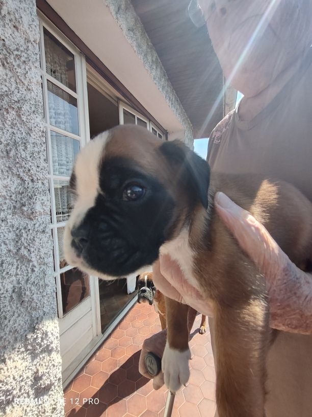 CHIOT 6 - Boxer