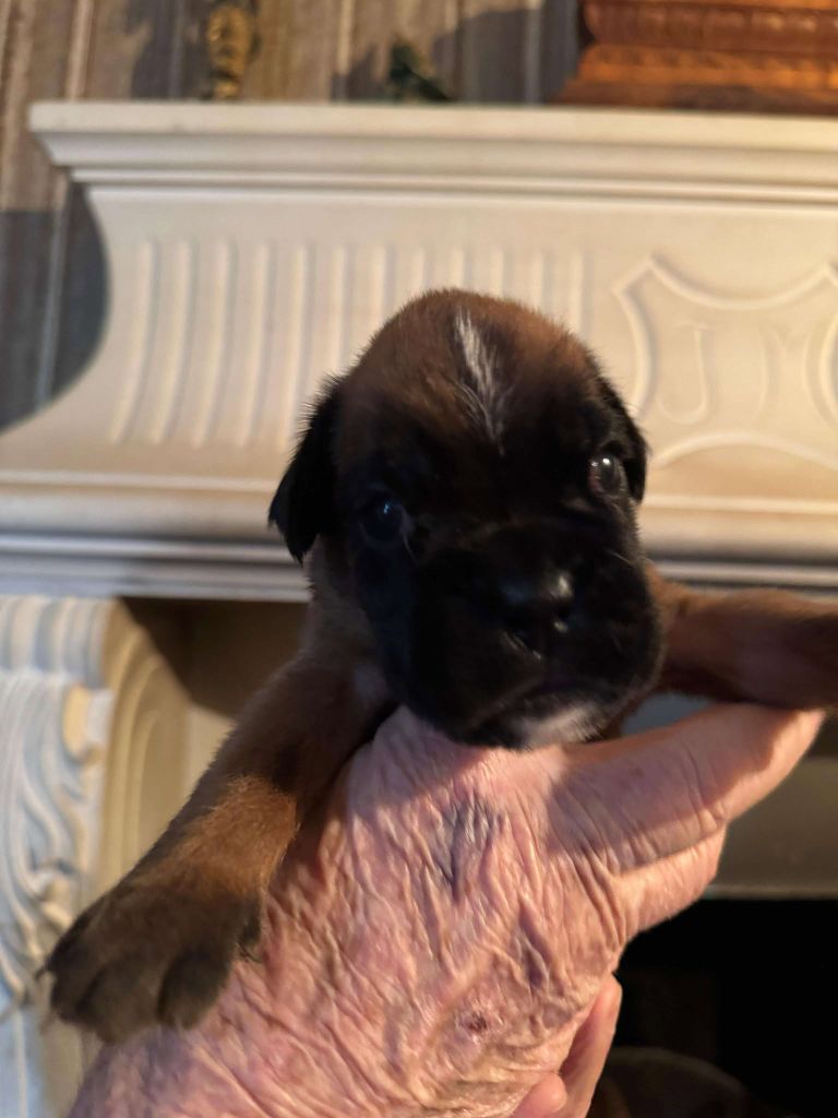 CHIOT 2 - Boxer