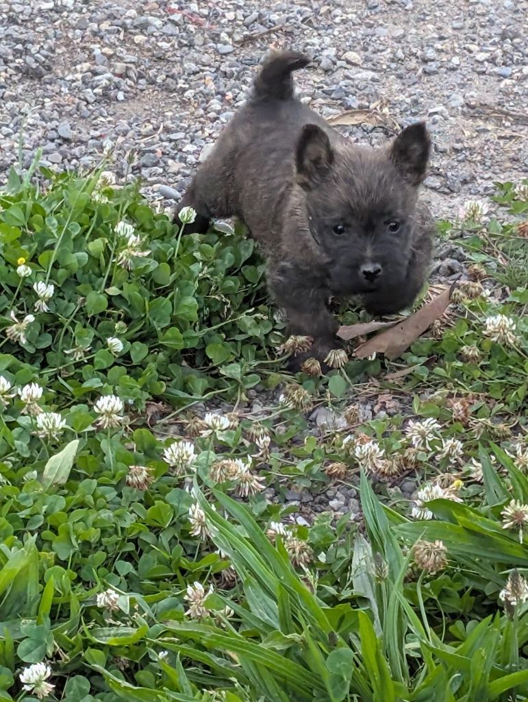 CHIOT 2 - Cairn Terrier