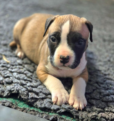 CHIOT 1 - American Staffordshire Terrier