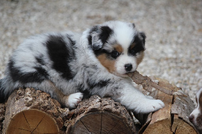 Les chiots de Berger Australien