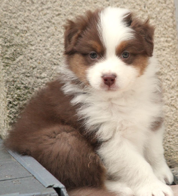 Les chiots de Berger Australien